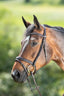 HFI soft bridle - HorseworldEU