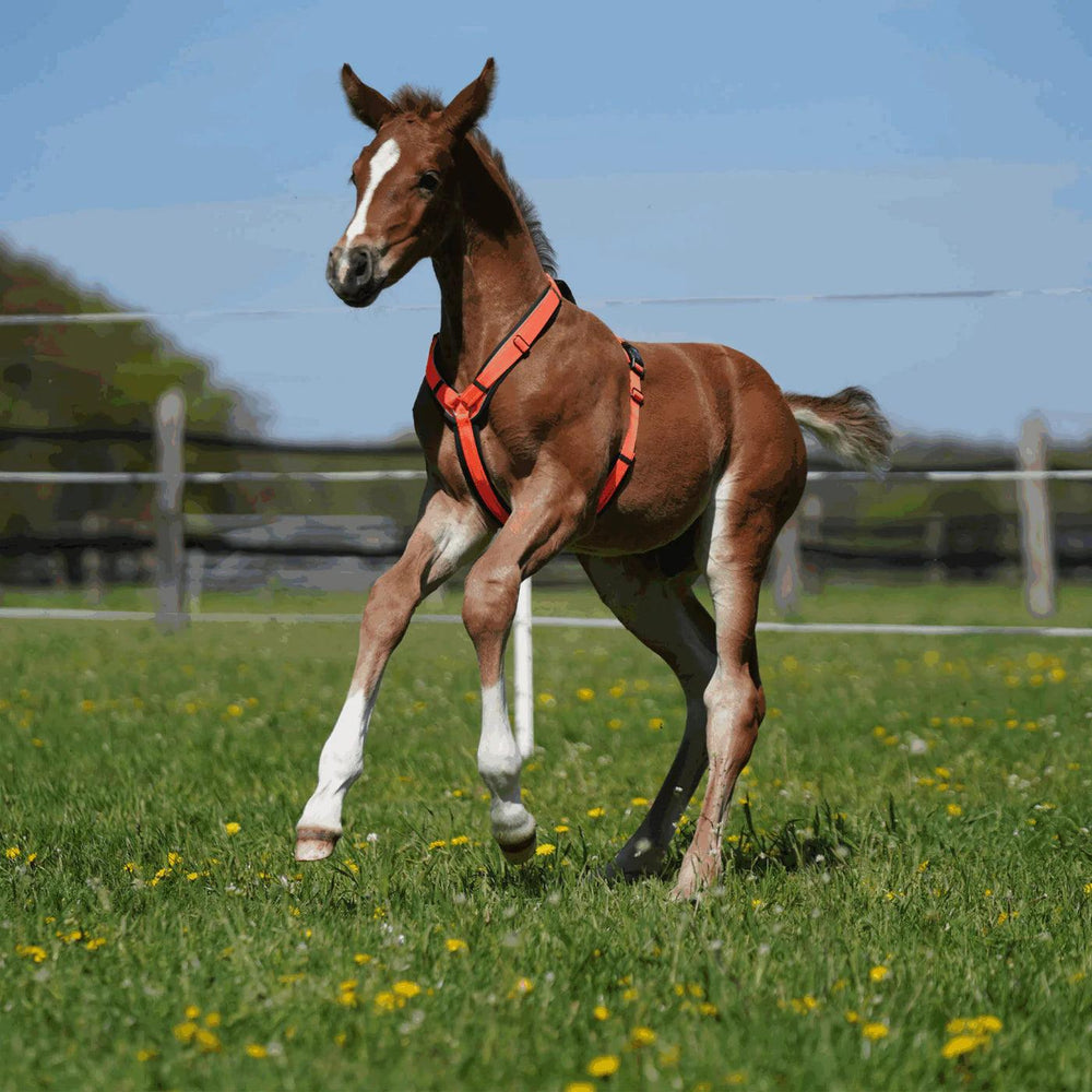Herm. Sprenger foal harness