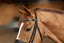 HFI wavy bridle - HorseworldEU