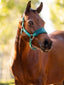 LeMieux mini vogue headcollar and leadrope - HorseworldEU