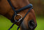 Trust Amsterdam Combined noseband bridle anatomic - HorseworldEU