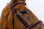 Trust Knokke Combined noseband bridle - HorseworldEU